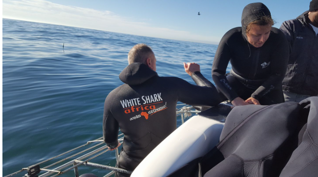 Great White Shark Cage Diving in Mossel Bay | Open Travel Hub